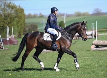 Deutsches Sportpferd, Wallach, 4 Jahre, 167 cm, Brauner