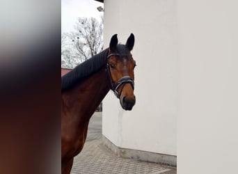 Deutsches Sportpferd, Wallach, 4 Jahre, 167 cm, Dunkelbrauner