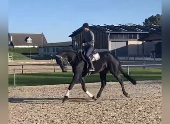 Deutsches Sportpferd, Wallach, 4 Jahre, 167 cm, Dunkelbrauner