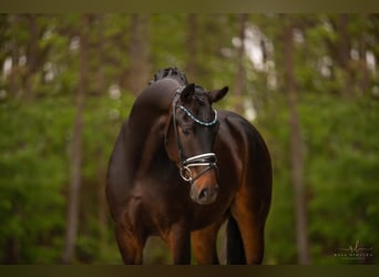 Deutsches Sportpferd, Wallach, 4 Jahre, 167 cm, Dunkelbrauner