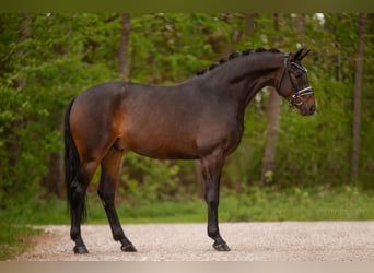 Deutsches Sportpferd, Wallach, 4 Jahre, 167 cm, Dunkelbrauner