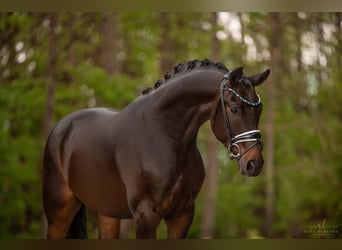 Deutsches Sportpferd, Wallach, 4 Jahre, 167 cm, Dunkelbrauner