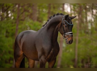 Deutsches Sportpferd, Wallach, 4 Jahre, 167 cm, Dunkelbrauner