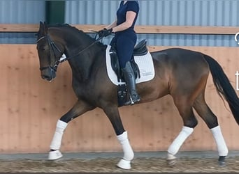Deutsches Sportpferd, Wallach, 4 Jahre, 167 cm, Dunkelbrauner