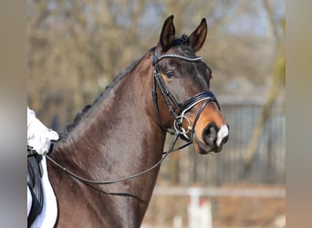 Deutsches Sportpferd, Wallach, 4 Jahre, 167 cm, Dunkelbrauner