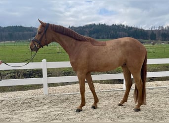 Deutsches Sportpferd, Wallach, 4 Jahre, 167 cm, Dunkelfuchs