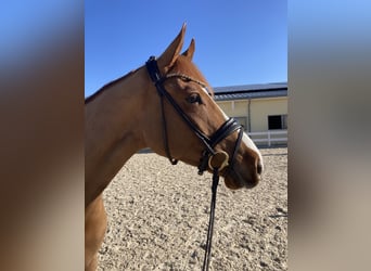 Deutsches Sportpferd, Wallach, 4 Jahre, 167 cm, Dunkelfuchs