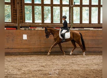 Deutsches Sportpferd, Wallach, 4 Jahre, 167 cm, Fuchs