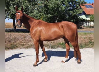 Deutsches Sportpferd, Wallach, 4 Jahre, 167 cm, Fuchs