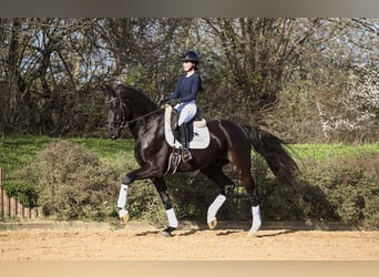 Deutsches Sportpferd, Wallach, 4 Jahre, 167 cm, Rappe