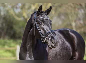 Deutsches Sportpferd, Wallach, 4 Jahre, 167 cm, Rappe