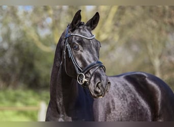 Deutsches Sportpferd, Wallach, 4 Jahre, 167 cm, Rappe