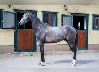 Deutsches Sportpferd, Wallach, 4 Jahre, 167 cm, Schimmel