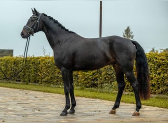 Deutsches Sportpferd, Wallach, 4 Jahre, 167 cm, Schwarzbrauner