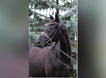 Deutsches Sportpferd, Wallach, 4 Jahre, 167 cm, Schwarzbrauner