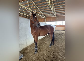 Deutsches Sportpferd, Wallach, 4 Jahre, 168 cm, Brauner