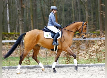 Deutsches Sportpferd, Wallach, 4 Jahre, 168 cm, Brauner