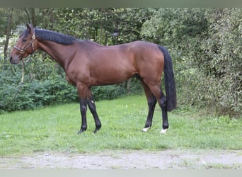 Deutsches Sportpferd, Wallach, 4 Jahre, 168 cm, Brauner