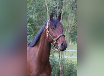 Deutsches Sportpferd, Wallach, 4 Jahre, 168 cm, Brauner