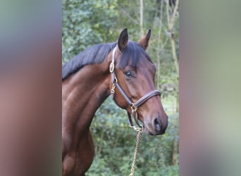 Deutsches Sportpferd, Wallach, 4 Jahre, 168 cm, Brauner