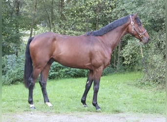 Deutsches Sportpferd, Wallach, 4 Jahre, 168 cm, Brauner
