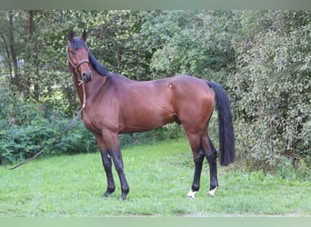 Deutsches Sportpferd, Wallach, 4 Jahre, 168 cm, Brauner