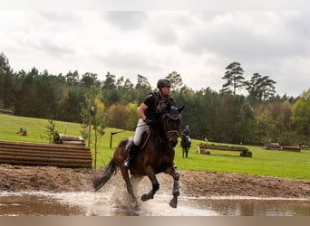 Deutsches Sportpferd, Wallach, 4 Jahre, 168 cm, Brauner