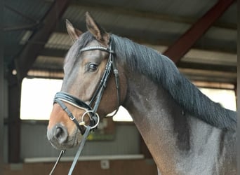 Deutsches Sportpferd, Wallach, 4 Jahre, 168 cm, Brauner