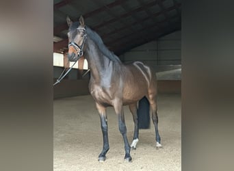 Deutsches Sportpferd, Wallach, 4 Jahre, 168 cm, Brauner