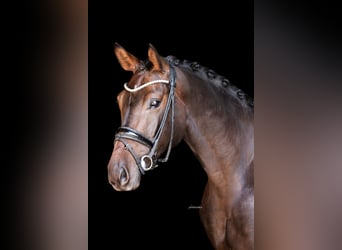 Deutsches Sportpferd, Wallach, 4 Jahre, 168 cm, Dunkelbrauner