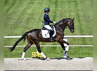 Deutsches Sportpferd, Wallach, 4 Jahre, 168 cm, Dunkelbrauner