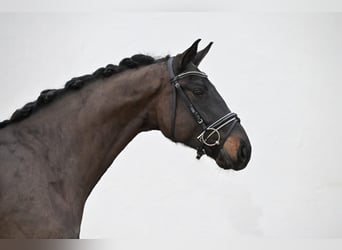 Deutsches Sportpferd, Wallach, 4 Jahre, 168 cm, Dunkelbrauner