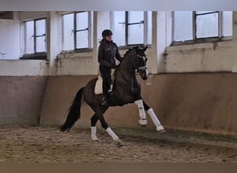 Deutsches Sportpferd, Wallach, 4 Jahre, 168 cm, Dunkelbrauner