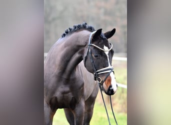 Deutsches Sportpferd, Wallach, 4 Jahre, 168 cm, Dunkelbrauner