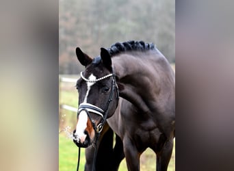 Deutsches Sportpferd, Wallach, 4 Jahre, 168 cm, Dunkelbrauner