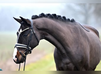 Deutsches Sportpferd, Wallach, 4 Jahre, 168 cm, Dunkelbrauner