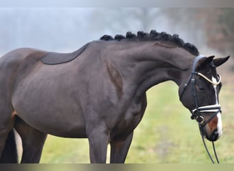 Deutsches Sportpferd, Wallach, 4 Jahre, 168 cm, Dunkelbrauner