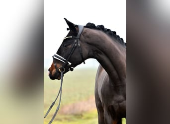 Deutsches Sportpferd, Wallach, 4 Jahre, 168 cm, Dunkelbrauner