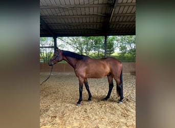 Deutsches Sportpferd, Wallach, 4 Jahre, 168 cm, Dunkelbrauner
