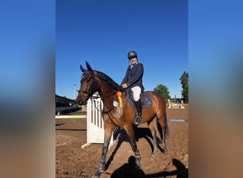 Deutsches Sportpferd, Wallach, 4 Jahre, 168 cm, Dunkelbrauner