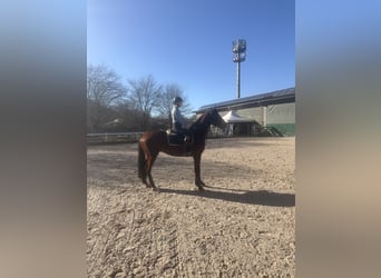 Deutsches Sportpferd, Wallach, 4 Jahre, 168 cm, Dunkelbrauner