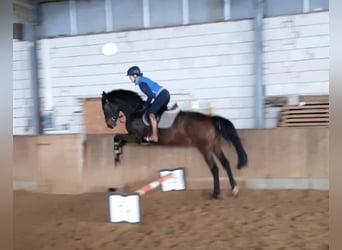 Deutsches Sportpferd, Wallach, 4 Jahre, 168 cm, Dunkelbrauner