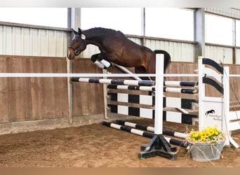 Deutsches Sportpferd, Wallach, 4 Jahre, 168 cm, Dunkelbrauner