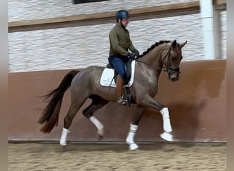 Deutsches Sportpferd, Wallach, 4 Jahre, 168 cm, Dunkelfuchs