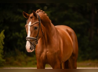 Deutsches Sportpferd, Wallach, 4 Jahre, 168 cm, Dunkelfuchs