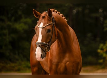 Deutsches Sportpferd, Wallach, 4 Jahre, 168 cm, Dunkelfuchs