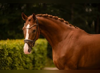 Deutsches Sportpferd, Wallach, 4 Jahre, 168 cm, Dunkelfuchs