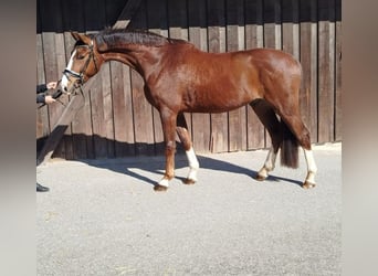 Deutsches Sportpferd, Wallach, 4 Jahre, 168 cm, Dunkelfuchs