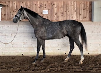 Deutsches Sportpferd, Wallach, 4 Jahre, 168 cm