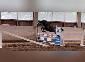 Deutsches Sportpferd, Wallach, 4 Jahre, 168 cm